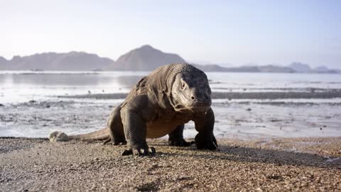 Planet Earth II: Official Extended Trailer | BBC Earth