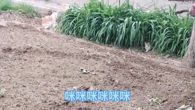 cat playing