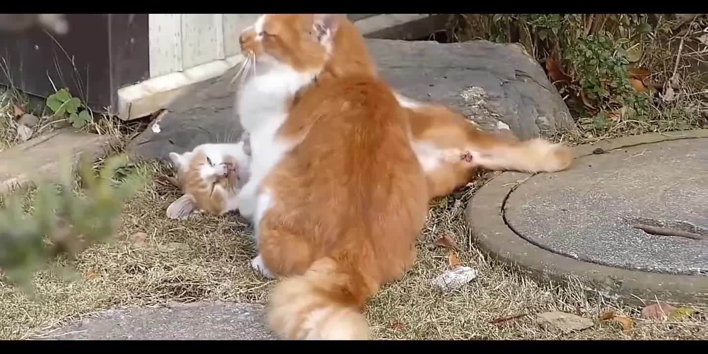 Cat Mom and her baby cute fight together 🥺😆