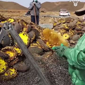 They made harvesting sunflower seeds way easier now!.hd