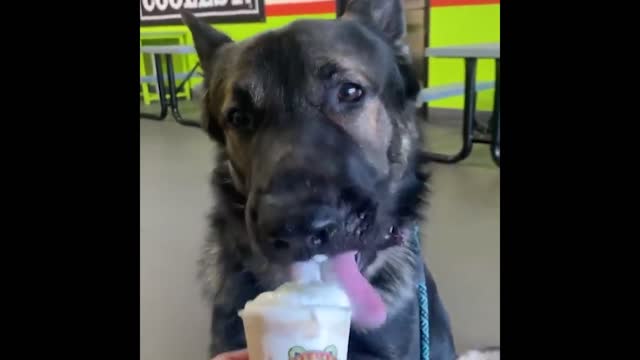 Cute and Funny Cat Dog Videos Compilation