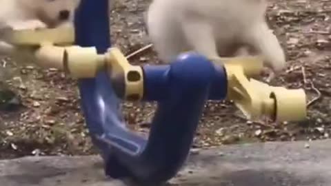 Cute twin puppies swinging #shorts #viral #shortsvideo #video