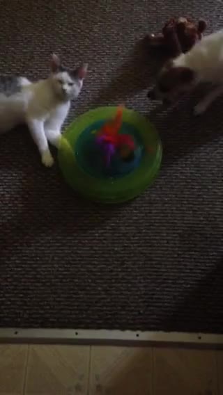 Chihuahua Thinks He Is A Cat