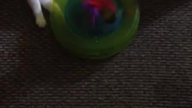 Chihuahua Thinks He Is A Cat
