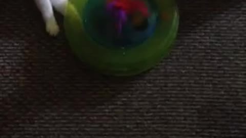 Chihuahua Thinks He Is A Cat