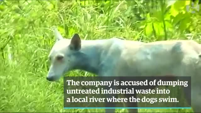Blue dogs roam the streets of Mumbai