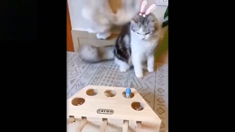 Cute Cat funny video part 2, You can't resist laugh