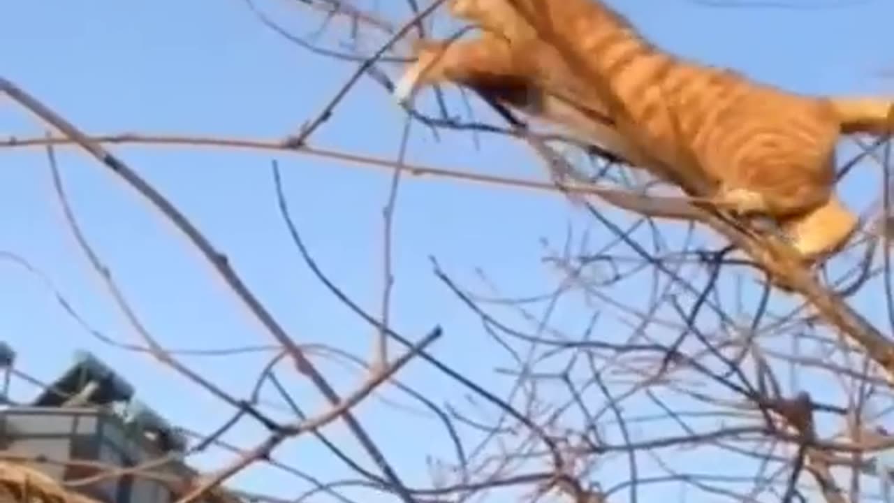 Cat trying to hunt