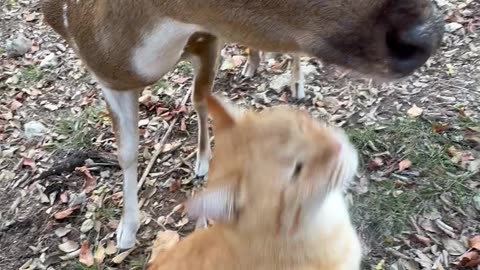 Cat and Deer