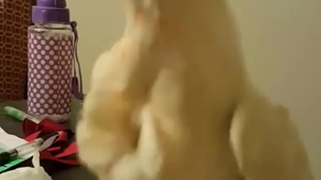 Hard headed Cocktoo never does what you want her to do