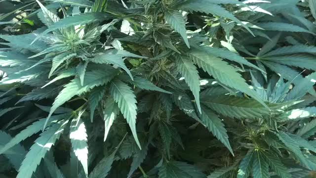 2019 outdoor cannabis garden!