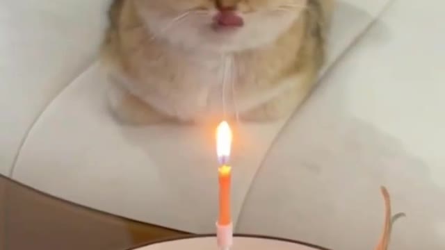 CAT CELEBRATION OF BIRTHDAY PARTY 🤣🐕