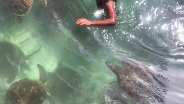 Swimming with Sea Turtles