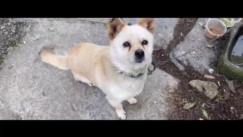 docile white dog eats ham