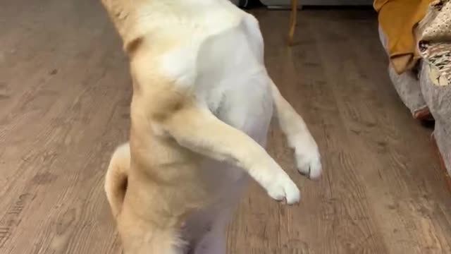 Shiba Inu on the hind legs