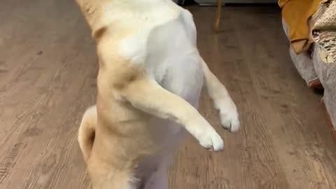 Shiba Inu on the hind legs