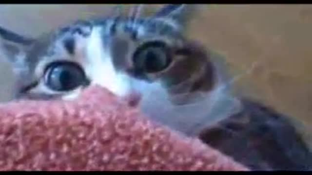 Funny Cat Compilation: 1 Minute Kitties Vol. 1