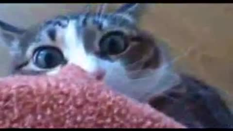 Funny Cat Compilation: 1 Minute Kitties Vol. 1