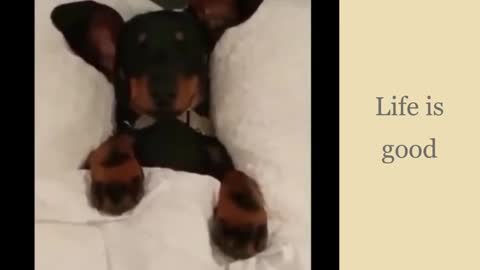 Cute Dogs and Cats Check Out!!!