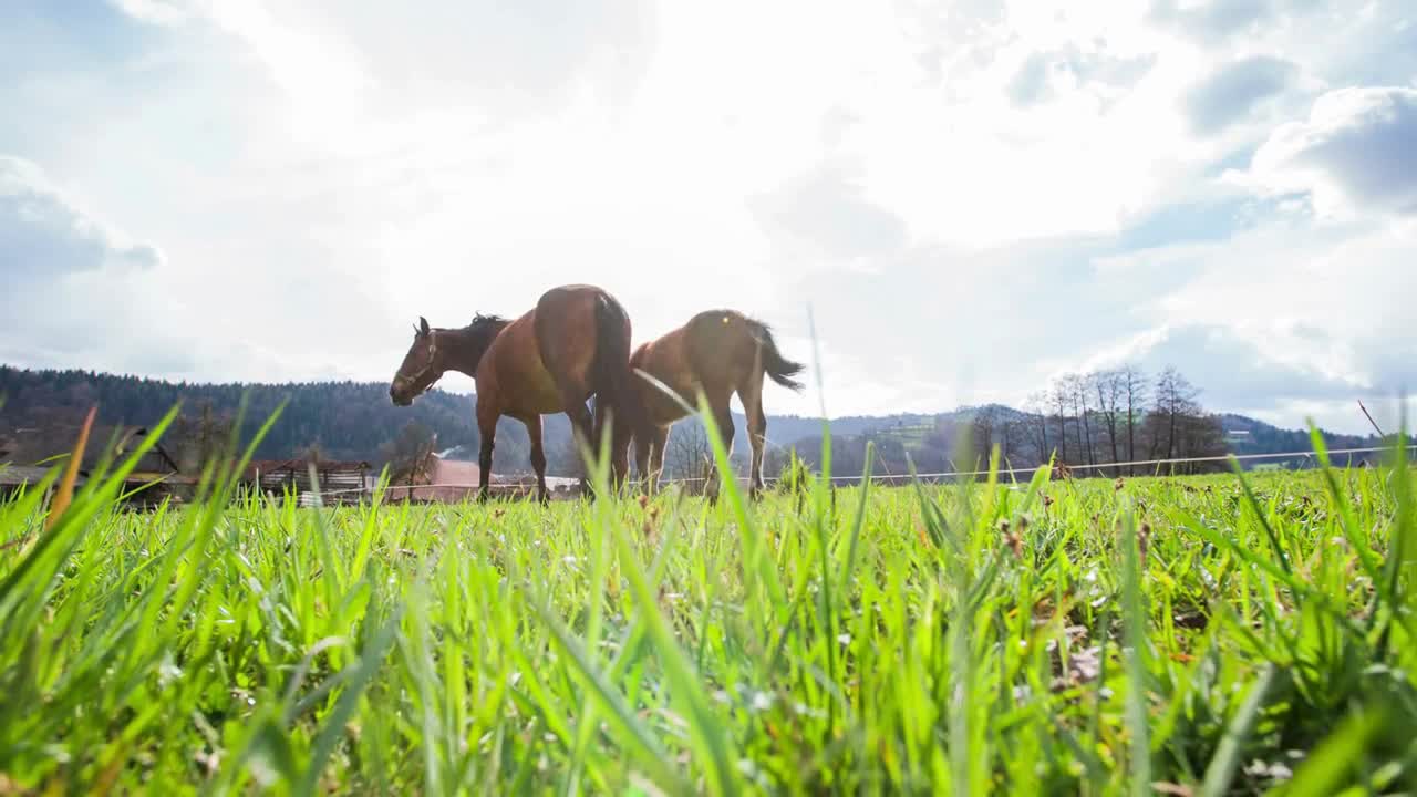 Two horses in lawn view from grass