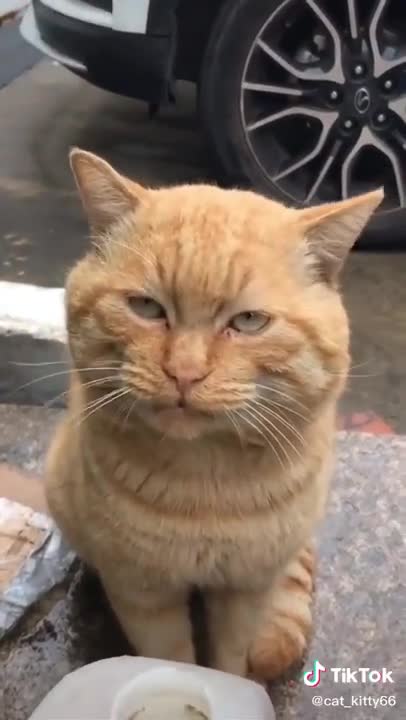 Lovely Cat, black cat, cats, funny cats, funny cat videos 1593