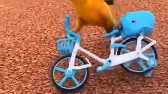 incredible bird riding a bicycle