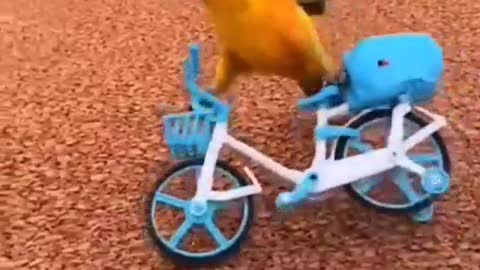 incredible bird riding a bicycle