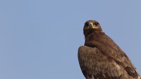 Dangerous Killer Eagle Must Watch