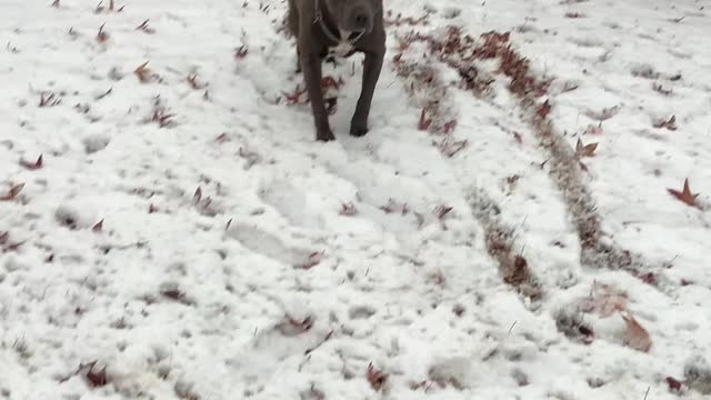 Blu in the snow