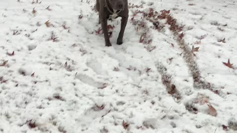 Blu in the snow