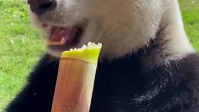 Pandas eat bamboo