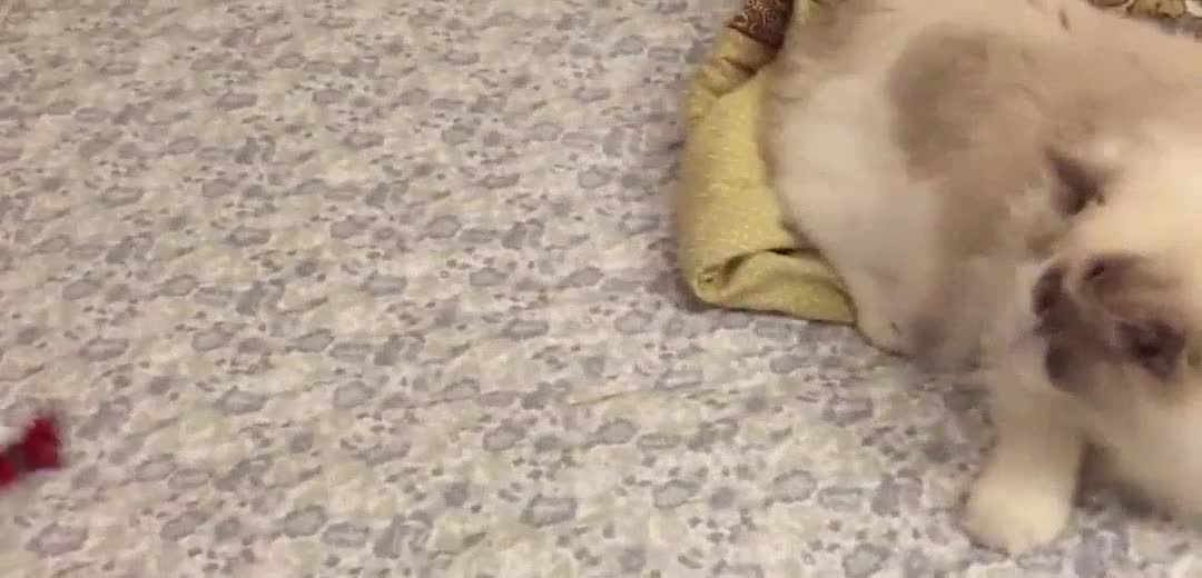fat puppet cat who loves sports [daily video of Jiumei super cute]