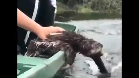 Sloth having fun