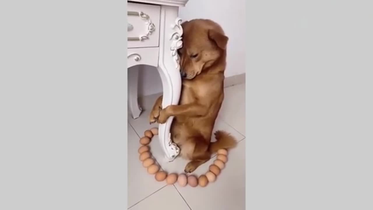 Funny dog videos