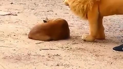 Troll prank Dog funny & fake lion and tiger prank to dog and huge box prank to dog 😂😂