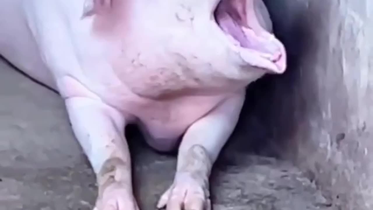 Funny Animals 😃😃😃😃😃