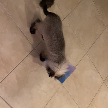 Kiki likes to Rumble with Pugs Part 2