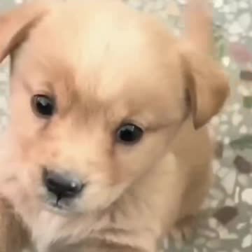 Baby dog#cute puppy barking#4kviral#short