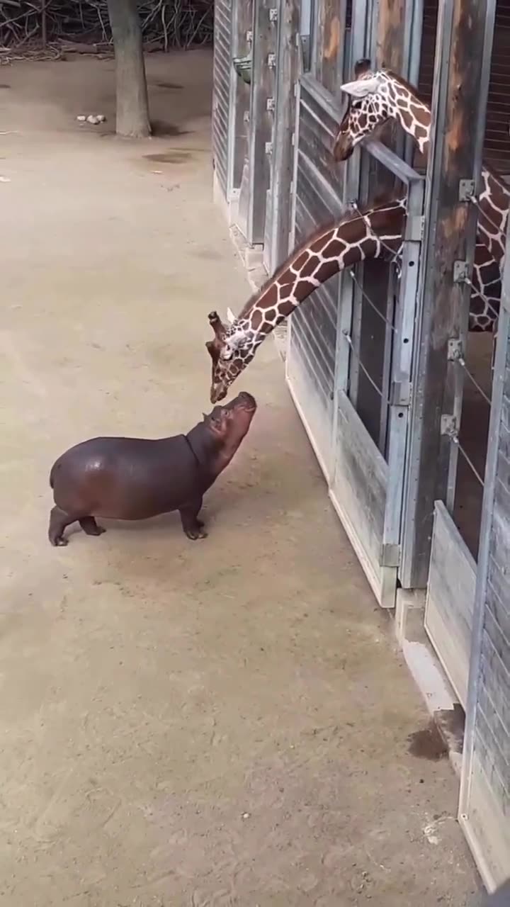 world's SMALLEST hippo and his BEST FRIEND giraffe