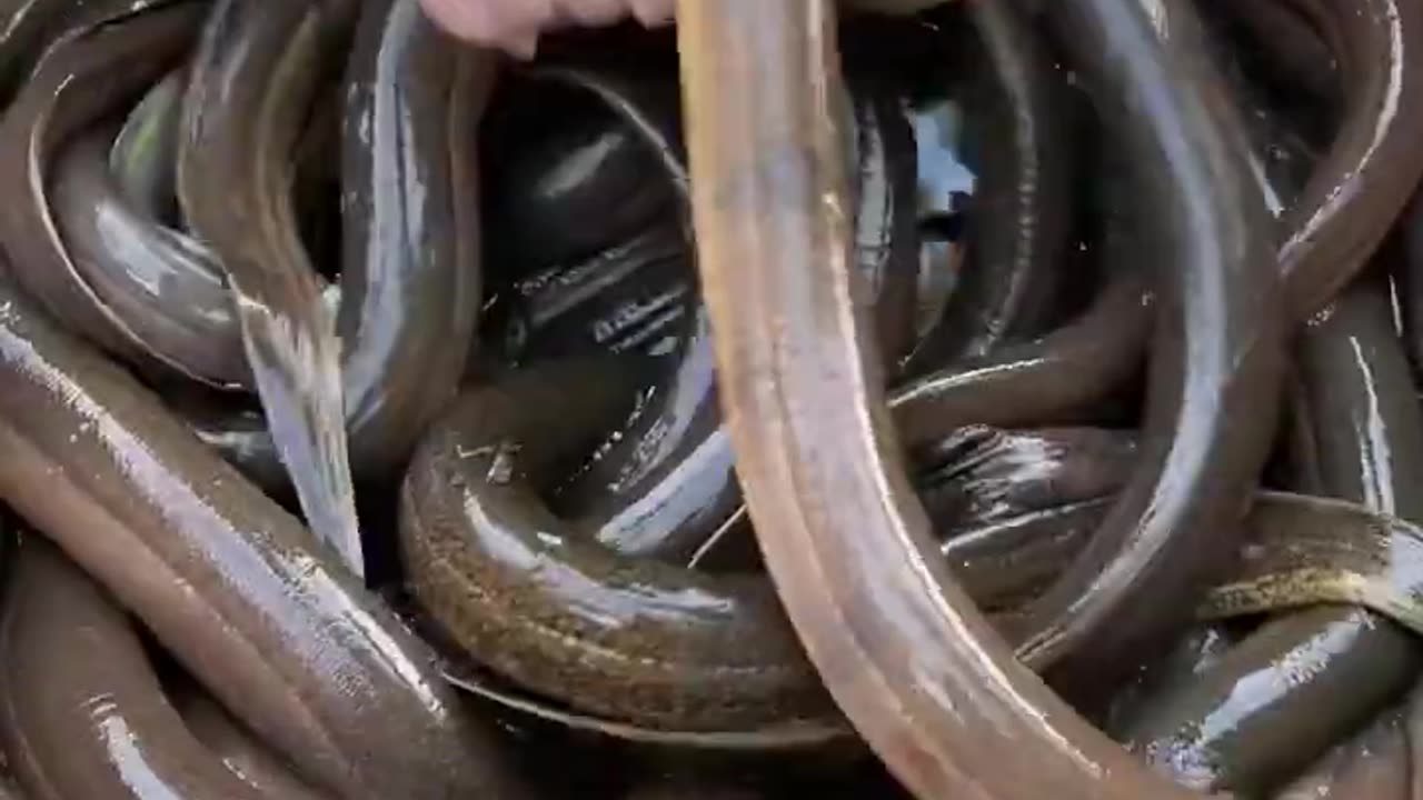 Amazing 20 Holes Eel Trapping Technique 👏