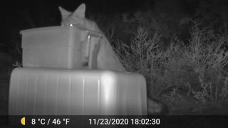 Close-up of gray fox