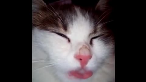 cat gets high