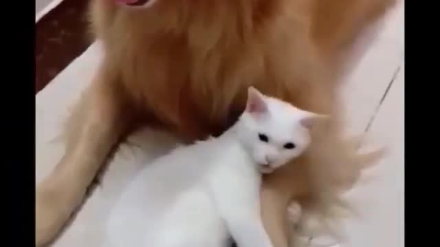 Relação entre cão e gatos