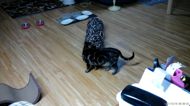 Cassie playing this morning, part 2