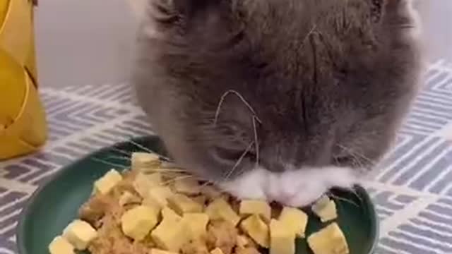 Funny Cats Video Series 03