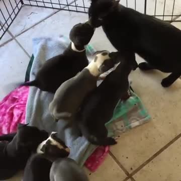 Foster puppies meet Freddy, the 3-legged cat, for the first time