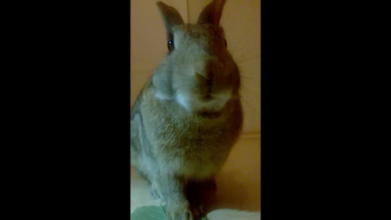 Cute bunny eats cherry tree leaves