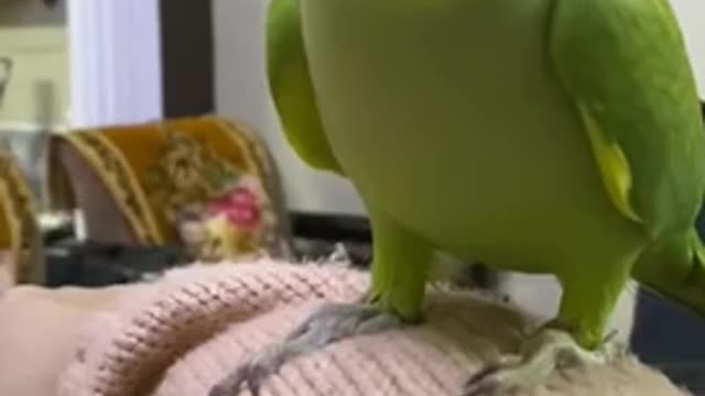 Talented Parrot Talking in Hindi calling mummy