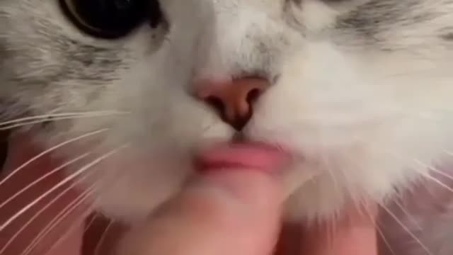 OMG so cute , Cat reaction . cutest cat reaction