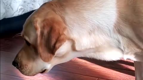 Labrador dog vs house fly